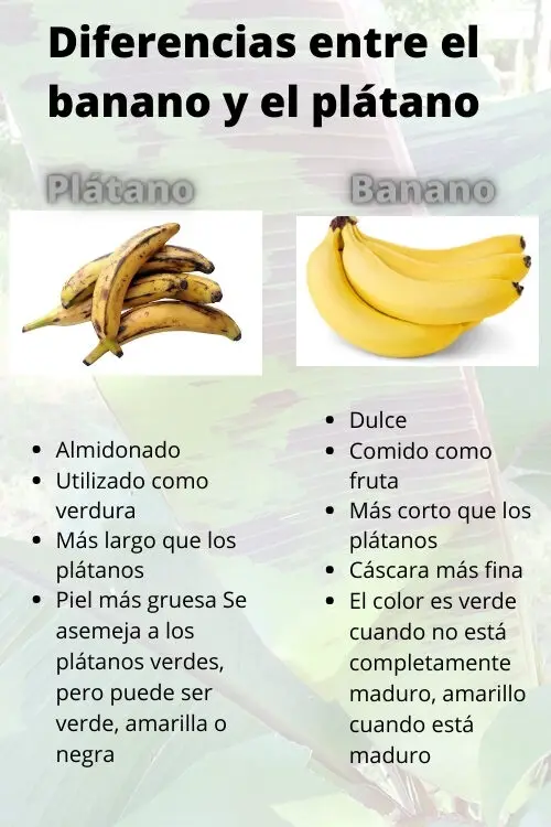 Diferencias-entre-el-banano-y-el-platano-