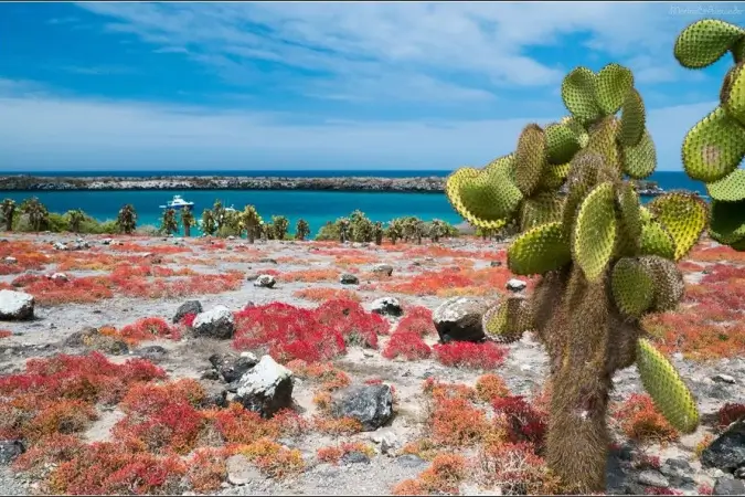 Galápagos