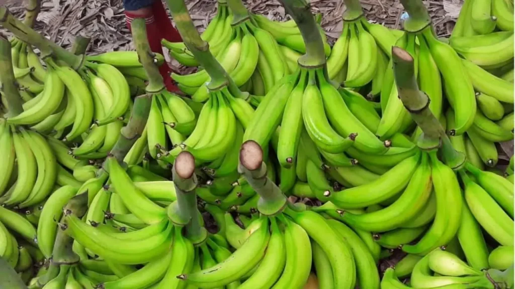 platano-banano-cultivo