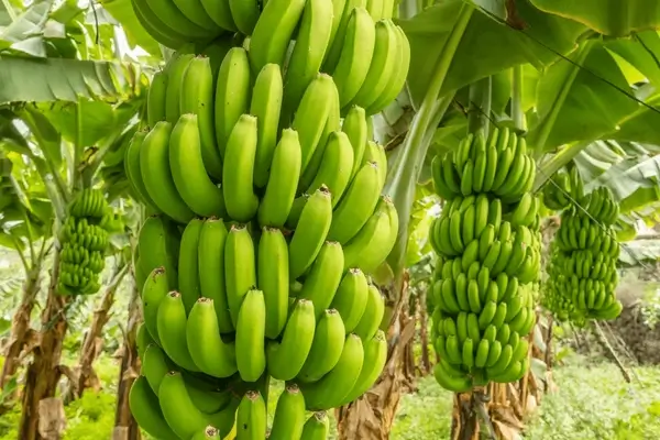 platano-banano-ecuador