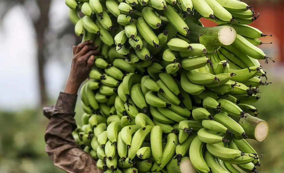 platano-banano-plantaciones